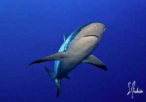 This Reef Shark arrives from the deep and ventures into t... by Steven Anderson 
